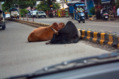 Scared cows in India