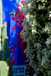 Jardin Majorelle