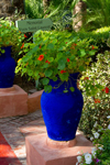 Jardin Majorelle