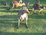 Kangaroos