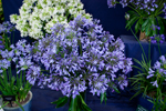 Agapanthus