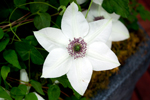 Clematis