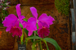 Orchids