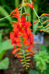Crocosmia