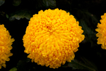 Chrysanthemum