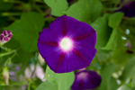 Morning Glory