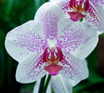 Orchids