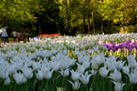 Keukenhof