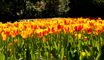Keukenhof