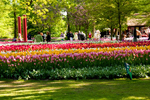 Keukenhof