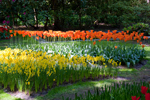 Keukenhof