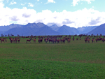 Deer farming in Southland