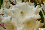 Azaleas