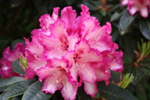 Rhododendron