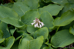 Hostas, I think