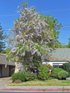 A Wisteria tree