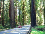 Redwood trees